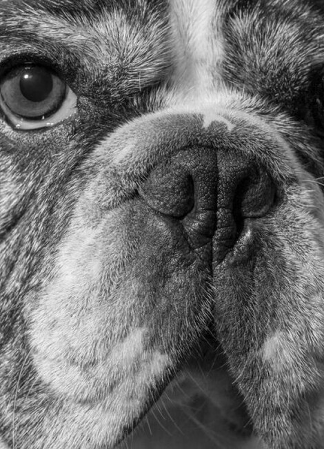 Parle à mon chien