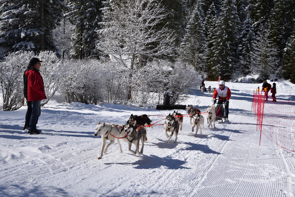 Conta Musher Race Championnats de France de course de chiens de