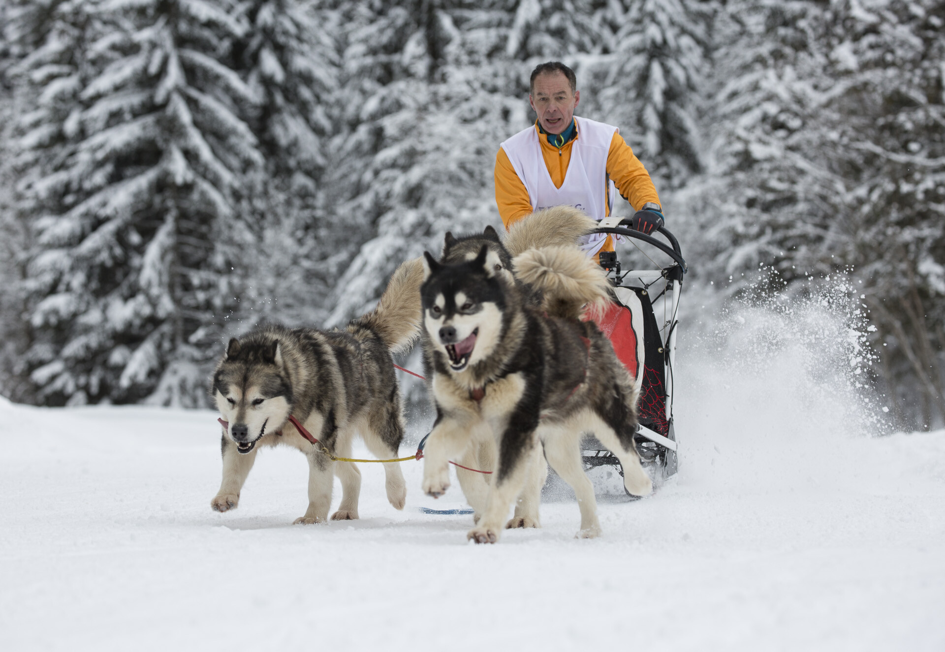 Conta Musher Race Championnats de France de course de chiens de